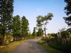 -上海长兴岛郊野公园