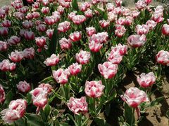 -洛阳郁金香牡丹园