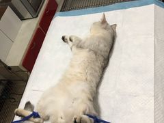 -灵美宠物诊所