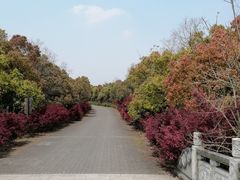 -上海海湾国家森林公园