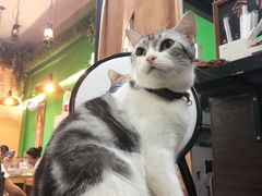 -李小姐の猫咖啡馆(五角场店)