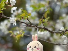 -高东镇樱花园