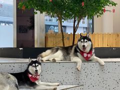 -Husky Go!哈士奇体验馆·宠物咖啡厅狗咖