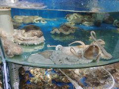-蓝珊甄选海鲜自助·火锅大排档(近阿那亚店)
