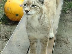 -青藏高原野生动物园