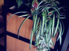 -比格比萨自助(花园路店)