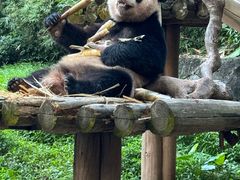 -广州长隆野生动物世界
