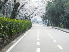 -武汉大学-樱园