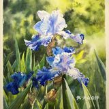 水彩画家付愈水彩静物[礼花][礼花]