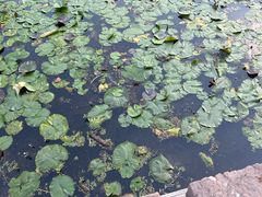 -四川大学(望江校区)