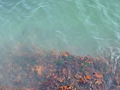 -东财大盘鸡(黑石礁店)