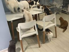 -喵的天空名猫咖啡馆·撸猫·猫舍·用品