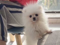 -瑞鹏宠物医院·超声·骨科·奇麟分院(蜀都万达店)