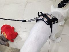 -宠福鑫康馨动物医院·骨科·眼科