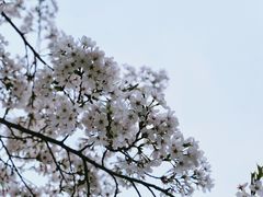 -西北湖绿化广场