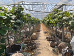 -马陆小张葡萄园农家乐