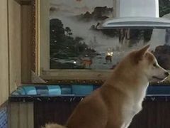 -柴源莊·柴小宠柴犬咖啡