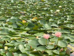 -白鹭湾湿地公园