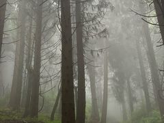 -武陵山森林公园