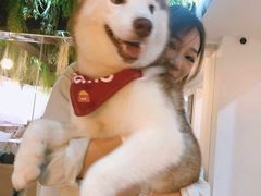 -Husky Go! 哈士奇体验馆·宠物咖啡厅狗咖