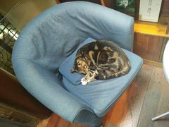 -猫的天空之城概念书店(苏州平江店)