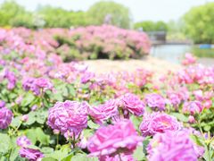 -上海辰山植物园