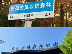 -东台黄海森林公园