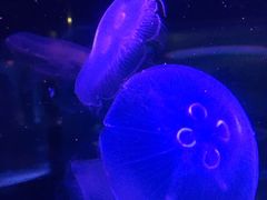 -悉尼海洋生物水族馆