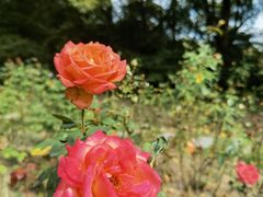 -上海共青森林公园