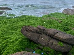 -日照海滨国家森林公园