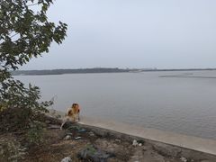 -洪湖湿地生态园