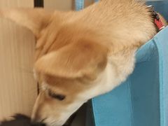 -瑞派康怡24h宠物医院·犬猫医疗中心·微创绝育(瑞景分院)