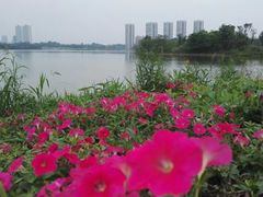 -白鹭湾湿地公园