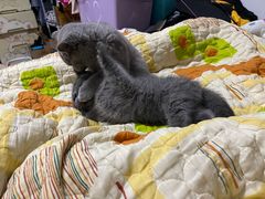 -lincat·猫舍(广州店)