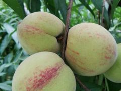 -武汉世外桃源农庄