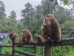 -峨眉山风景名胜区