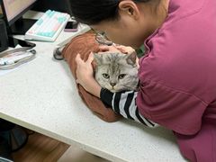 -瑞鹏宠物医院·夜间急症·心超·猫科(祖庙分店)