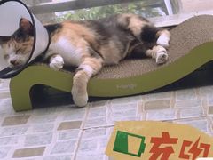 -伟伟宠物医院·CT影像中心·瑞派犬猫综合性门诊(汉口总院)