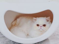 -More Fun猫咖 二十只万元加菲主题