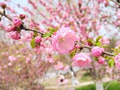 -天津东丽湖风景区
