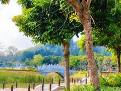 -王借岗森林公园