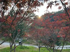 -广州市帽峰山景区