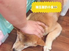 -柯斗斗主题餐厅·狗咖·围炉煮茶·茶饮(国瑞升平里店)