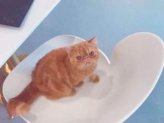 -飞行喵MR PILOT|猫舍·猫咖(静安大融城店)