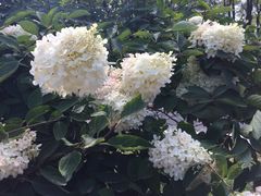 IMG_0129-沈阳植物园