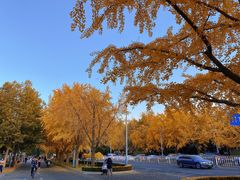 -三里屯东五街银杏大道