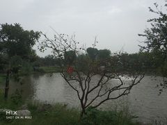 -鹅湖玫瑰文化园