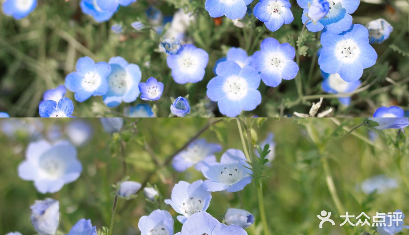杭州喜林草花海打卡|掉进莫奈花园里啦