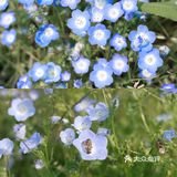 杭州喜林草花海打卡|掉进莫奈花园里啦