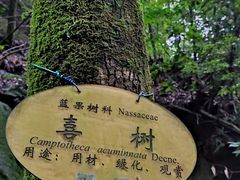 -缙云山景区